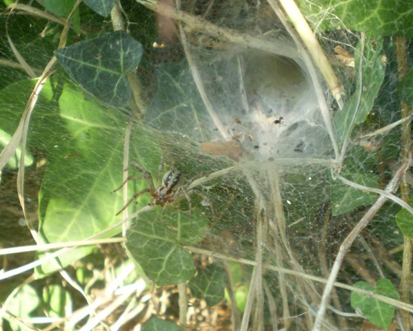 ragnatele senza e con ragno (Agelenidae?)